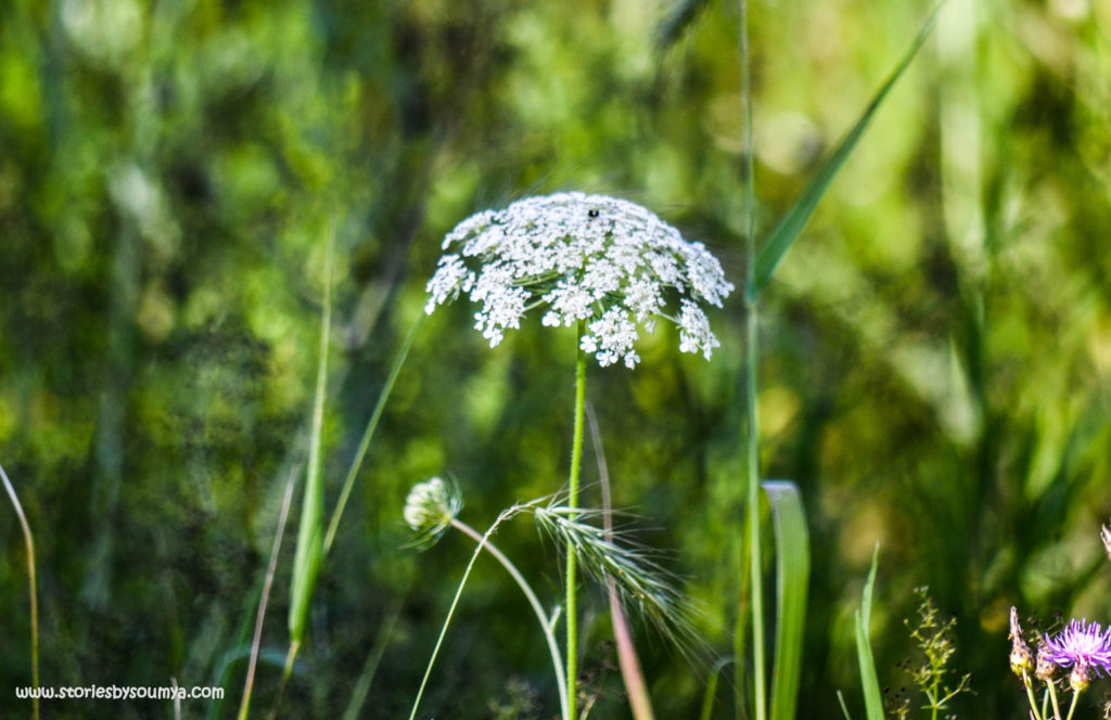 Wildflower Storm King in Summer