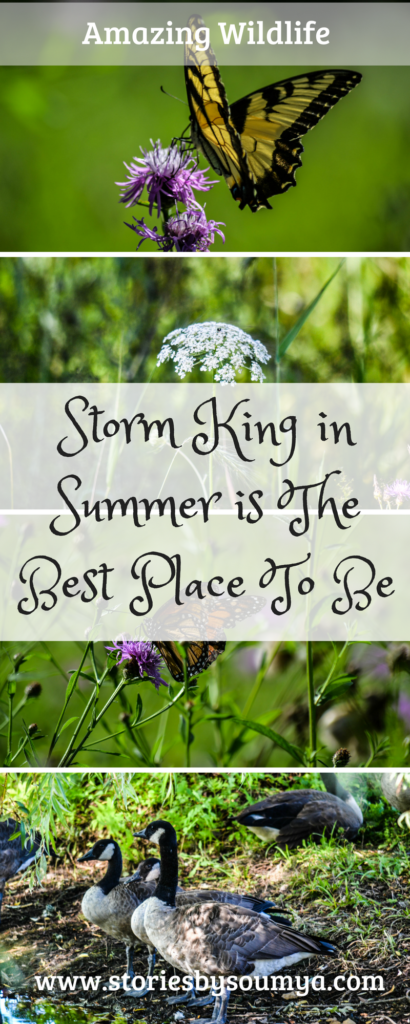 Storm King in Summer is The Best Place To Be | Stories by Soumya