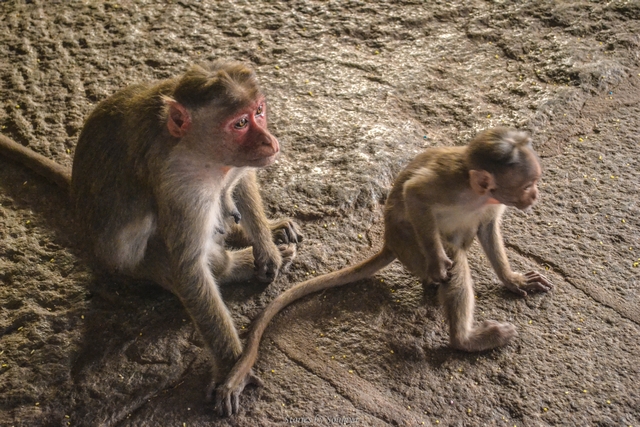 Monkeys at Virupaksha Temple of Hampi | Stories by Soumya 