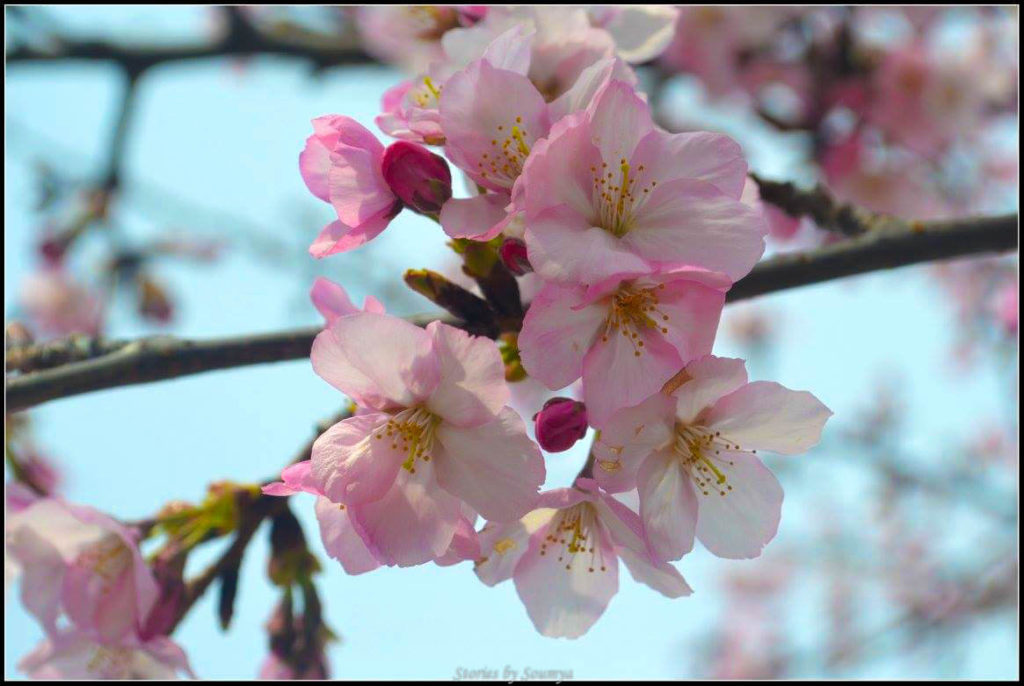 Magical Cherry Blossoms in Washington DC | Stories by Soumya