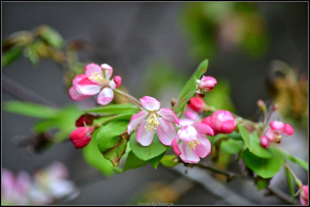 Magical Cherry Blossoms in Washington DC | Stories by Soumya