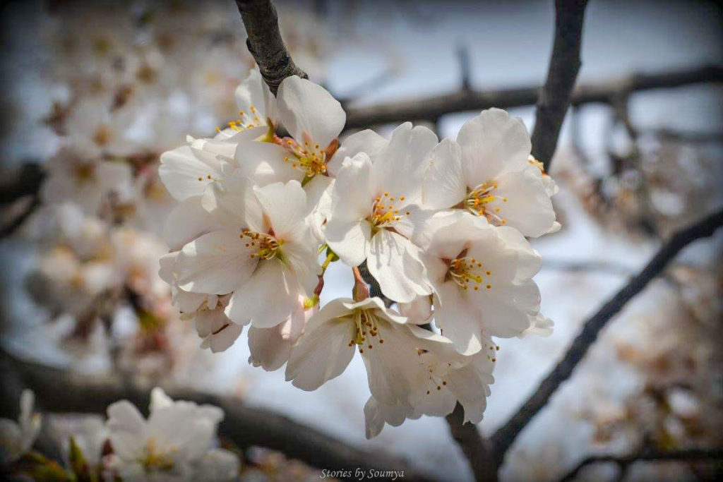 Magical Cherry Blossoms in Washington DC | Stories by Soumya