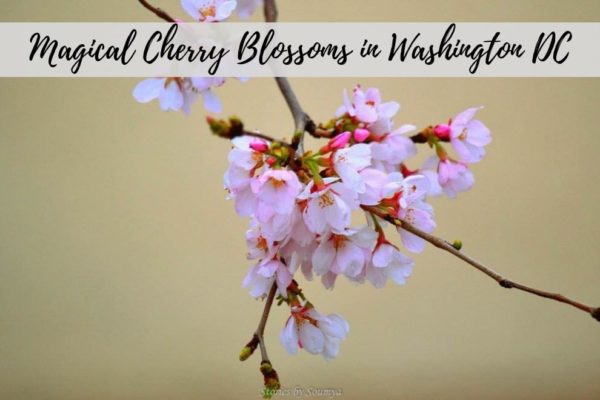 Cherry Blossoms In Washington DC – A Quick Guide