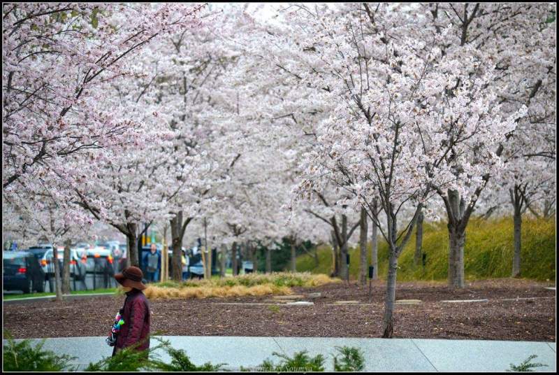 Magical Cherry Blossoms in Washington DC | Stories by Soumya