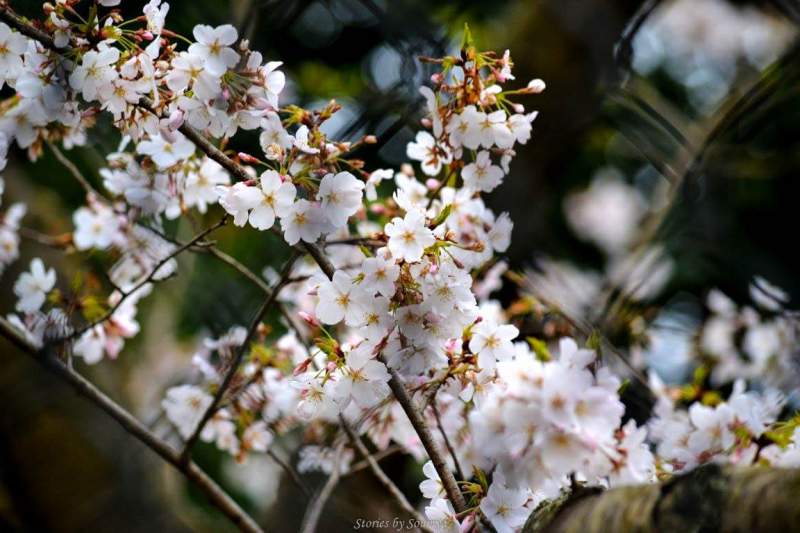 Magical Cherry Blossoms in Washington DC | Stories by Soumya