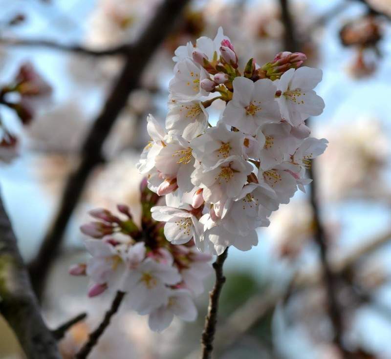 Magical Cherry Blossoms in Washington DC | Stories by Soumya