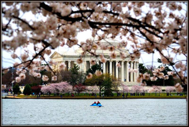 Cherry Blossom Trees FRIDGE MAGNET washington DC travel 