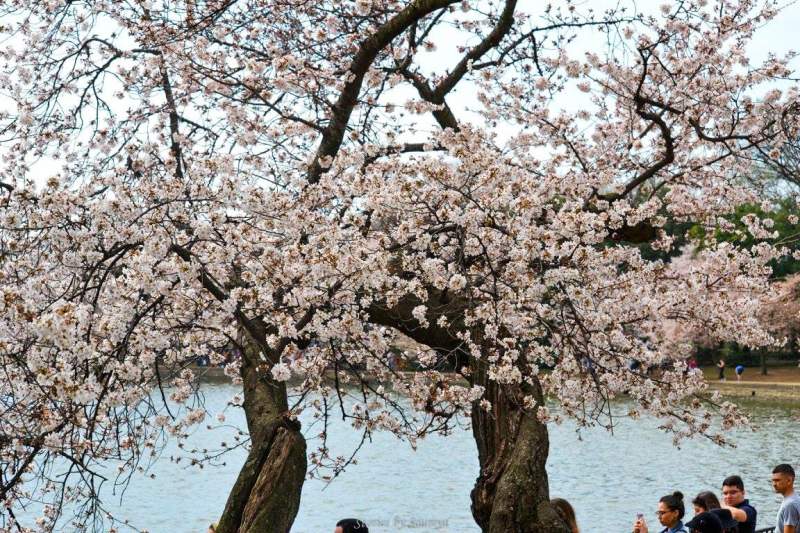 Magical Cherry Blossoms in Washington DC | Stories by Soumya