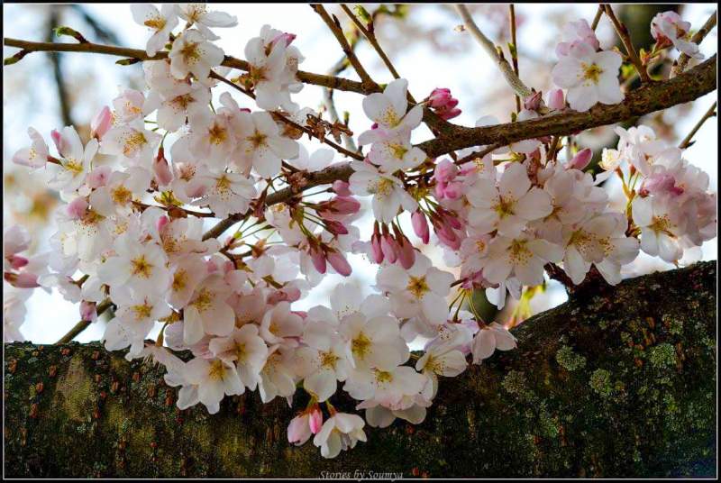 Magical Cherry Blossoms in Washington DC | Stories by Soumya