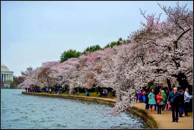 Magical Cherry Blossoms in Washington DC | Stories by Soumya