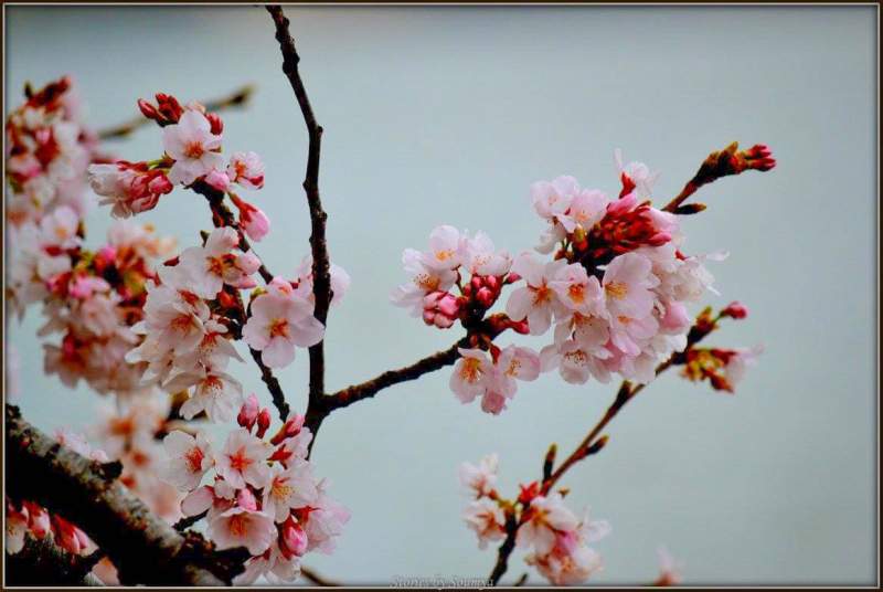 Magical Cherry Blossoms in Washington DC | Stories by Soumya