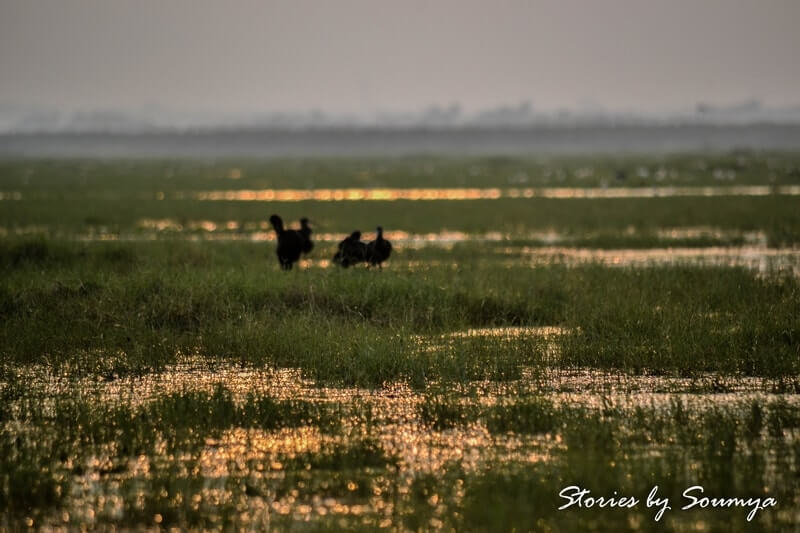 Mangalajodi at dusk | Stories by Soumya