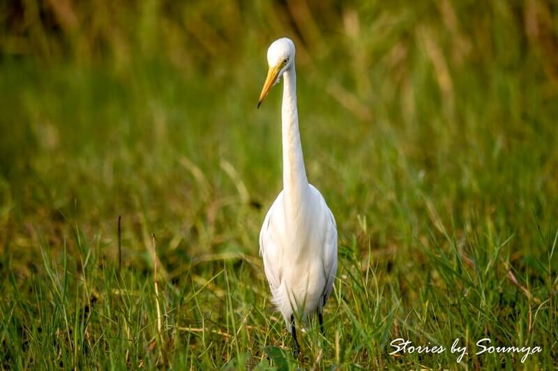 A great egret at Mangalajodi bird sanctuary | Stories by Soumya