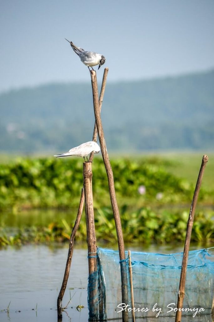 Whiskered Terns at Mangalajodi | Stories by Soumya