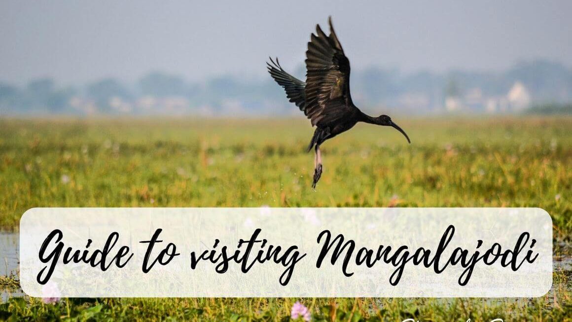 Visiting Mangalajodi Bird Sanctuary in India – All You Need To Know