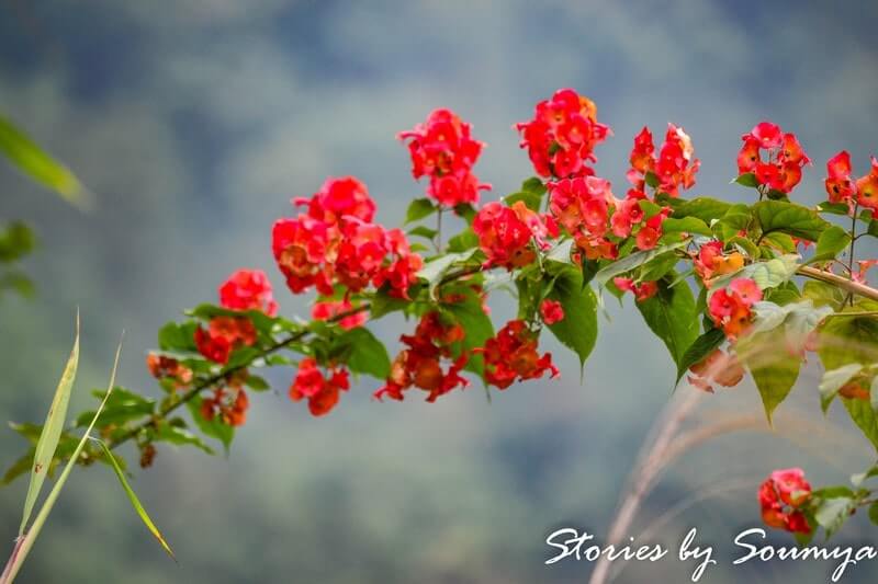 Wild flowers in Umswai Valley - one of the best places to visit near Guwahati | Stories by Soumya