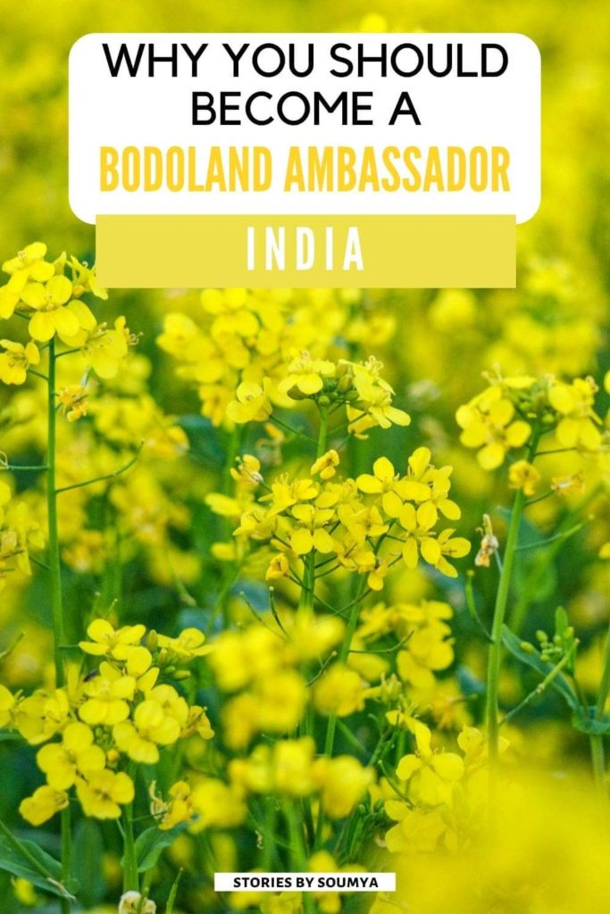 Mustard fields while on the Bodoland Ambassadors Program | A Review by Stories by Soumya