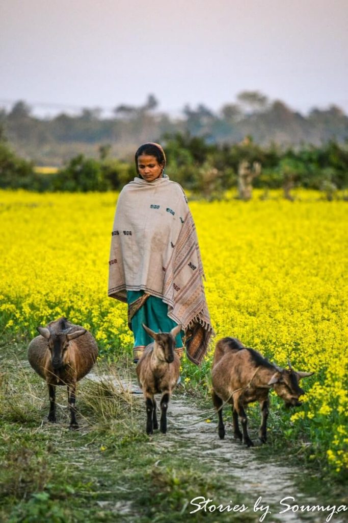Rearing of animals in Bodoland | Stories by Soumya