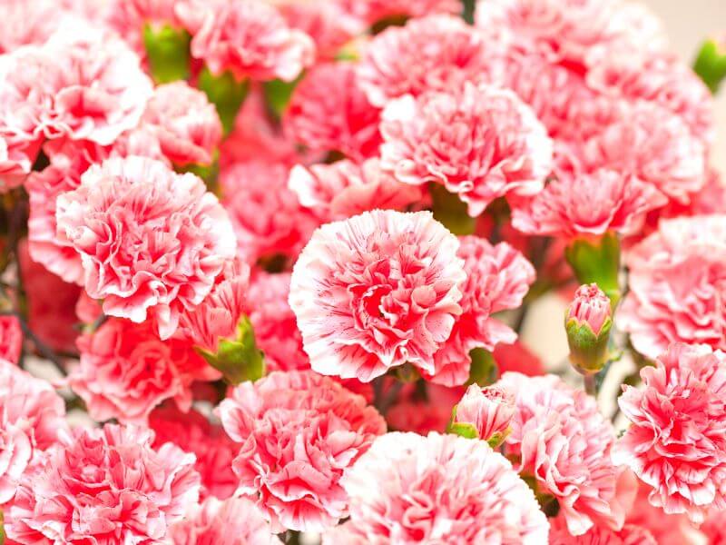 Carnation flowers are symbolic of Mother's Day celebrations around the world.