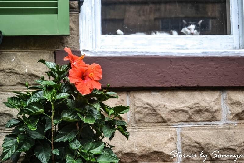 At the window of a home in Savannah GA