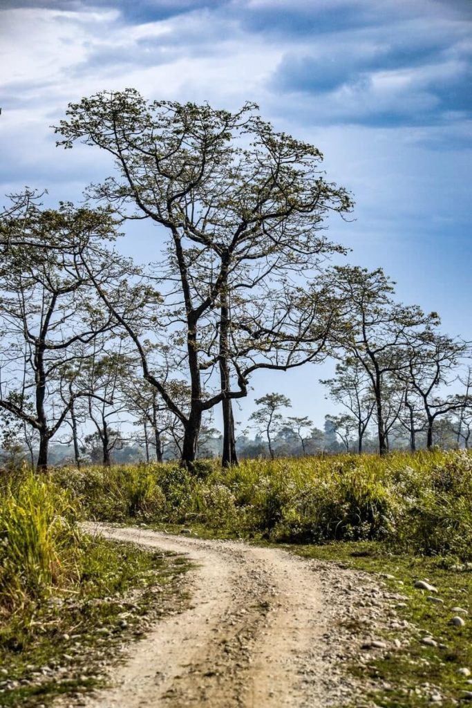 Trees at Manas National Park