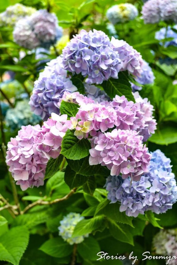 Spring Flowers
