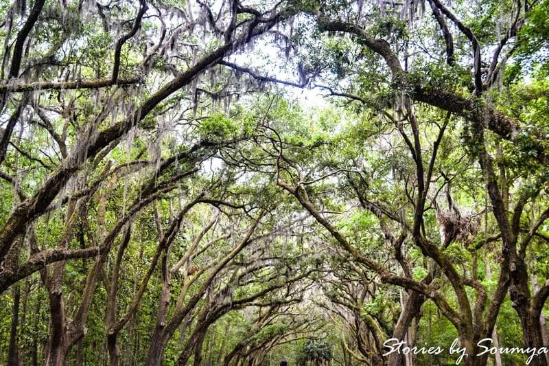 The famous Spanish moss of Savannah