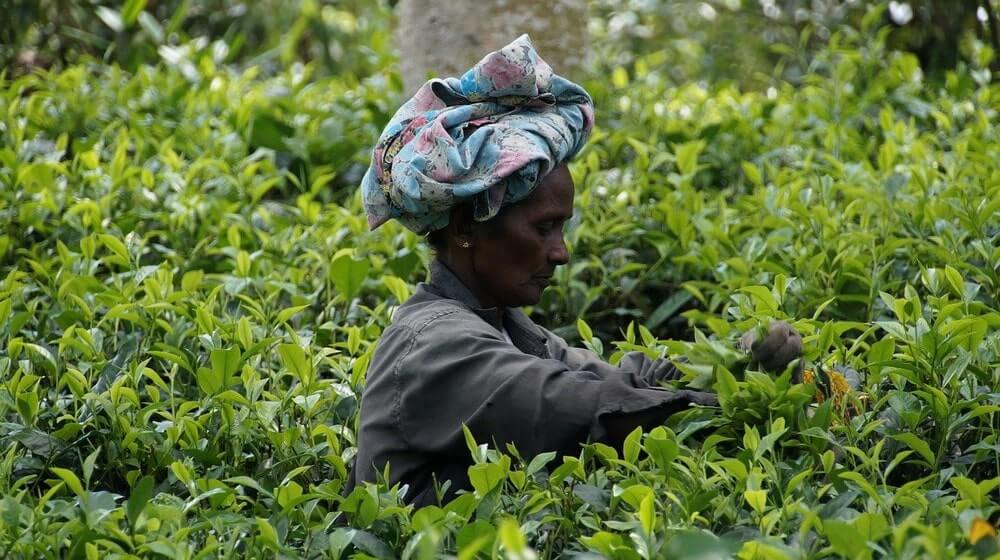 Women plucks tea leaves in a plantation in Sri Lankaa