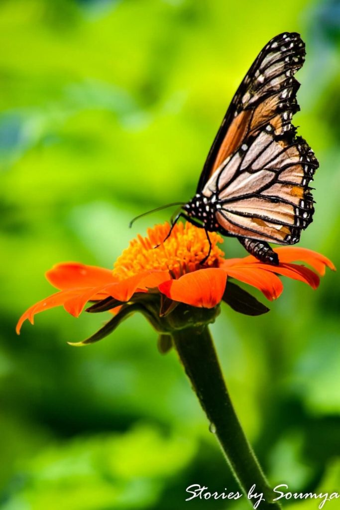 Butterflies at Harry P. Leu Gardens in Orlando Florida