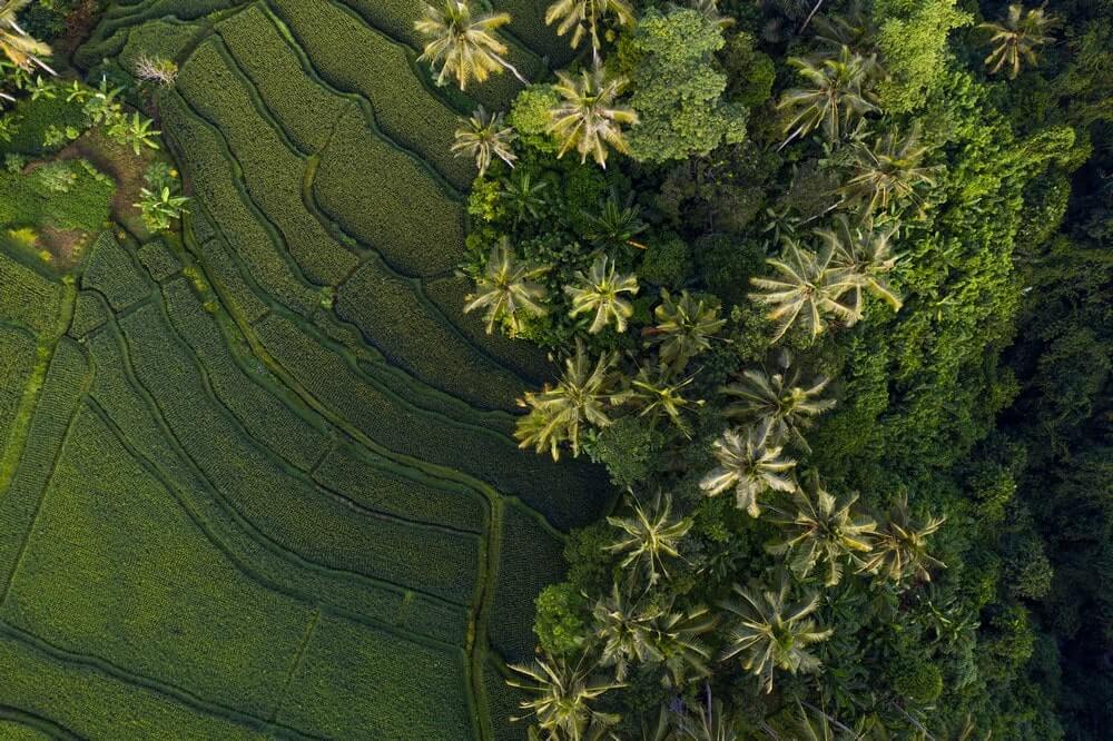 Terraced rice fields in Bali Indonesia