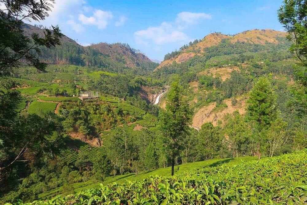 Tea Gardens of Munnar Kerala