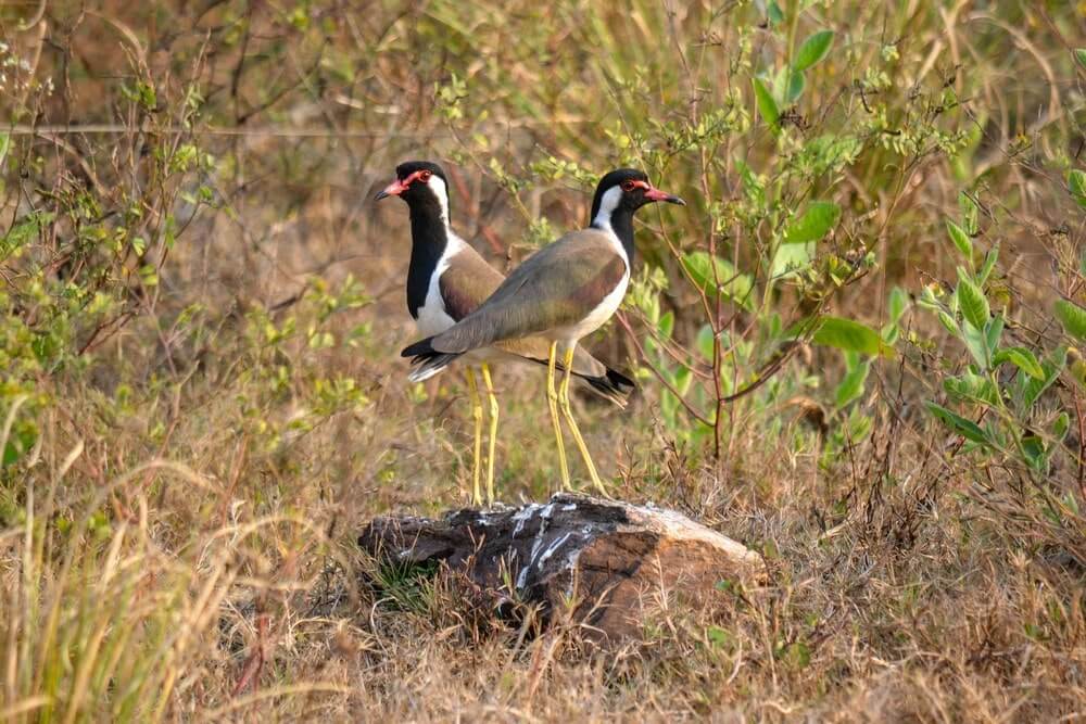 A pair of lapwings pose at Tadoba