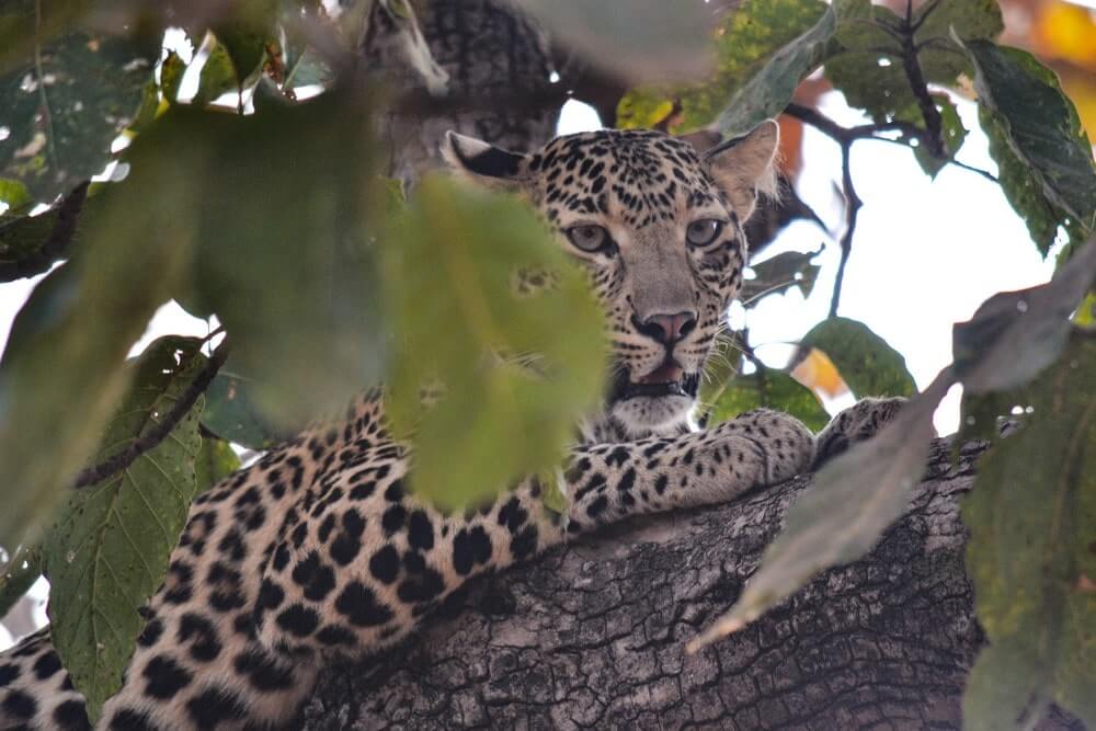 A leopard peeks through the leaves in core zone of Tadoba National Park