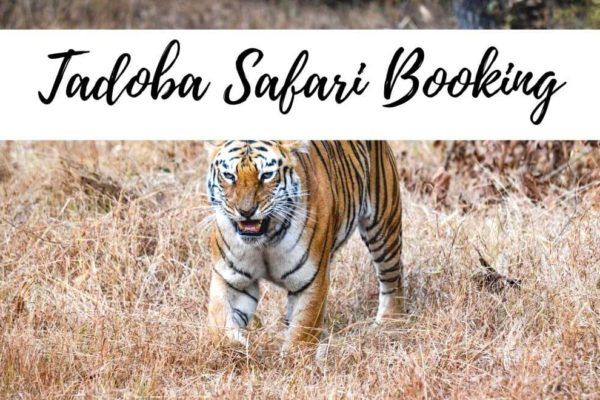 Easy Tadoba Jungle Safari Booking With This Step-by-step Guide