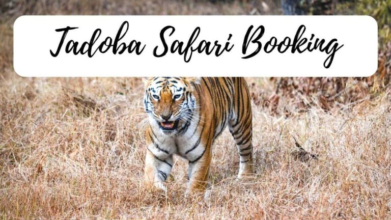 Planning to book Tadoba safari? Wondering how to visit Tadoba National Park. Here's our step-by-step guide on how to easily book the best jungle safari in the Tadoba Tiger Reserve of India. This will clear all your confusions and help you get a legit Tadoba jungle safari booking. #Tadoba #Safari #India