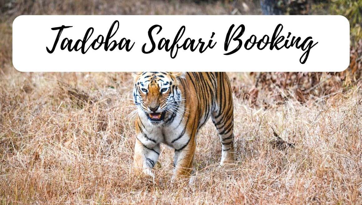 tadoba safari booking new website