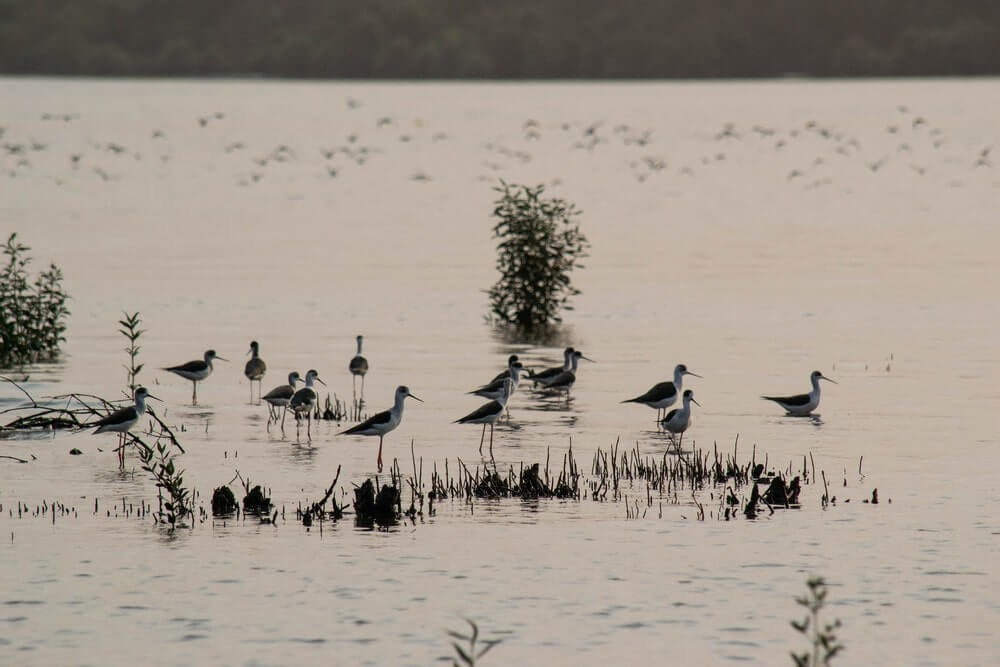 black headed ibis at Thane creek flamingo sanctuary