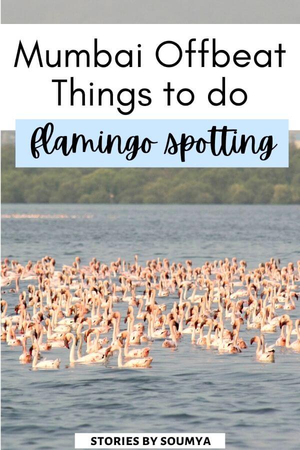 Looking for offbeat things to do in Mumbai? Wondering if you can spot exotic birds in Mumbai? Well, here is an interesting flamingo spotting guide for Mumbai that will not just tell you that the absolute best thing to do in Mumbai is to bird but also tell you how and where. #Mumbai #India