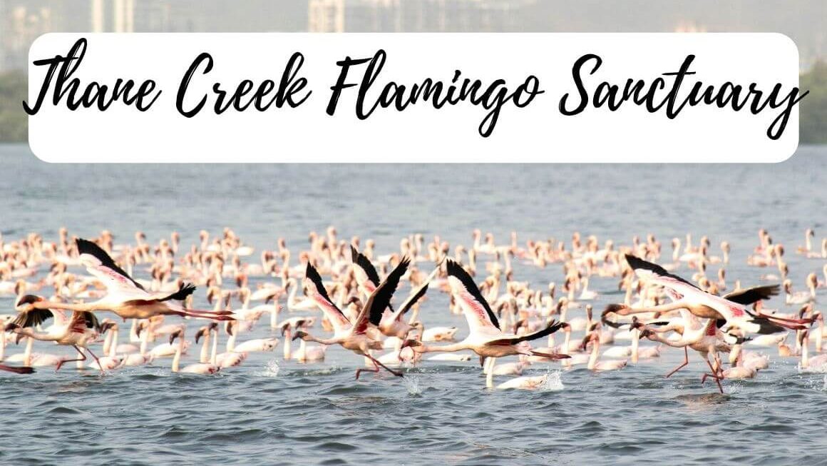 Thane Creek Flamingo Sanctuary: The Best Place For Mumbai Flamingos