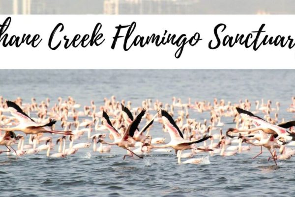 Thane Creek Flamingo Sanctuary: The Best Place For Mumbai Flamingos