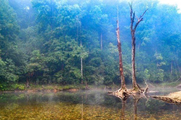 Bhagavathi Nature Camp Jungle Lodges Kudremukh: An Honest Review