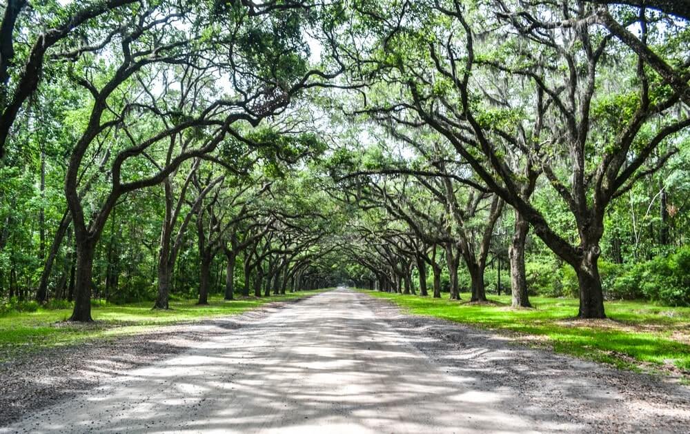 The live oak avenue of Wormsloe