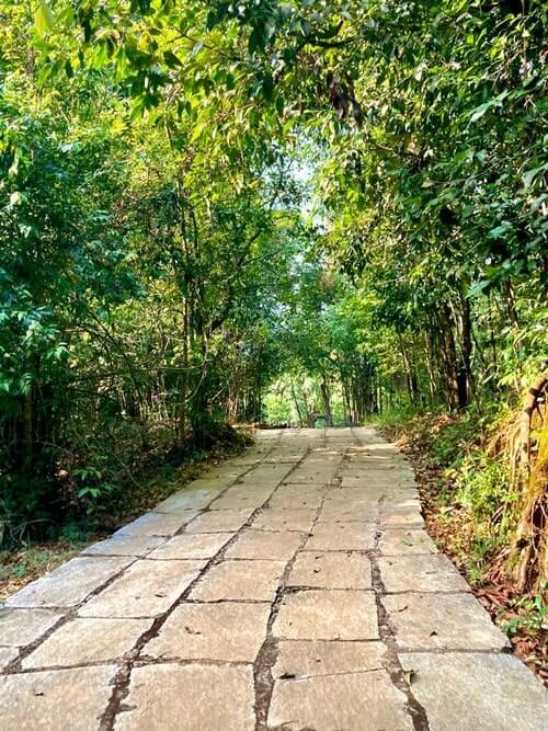 Tree tunnel that takes you to the river at Bhagavathi Nature Camp