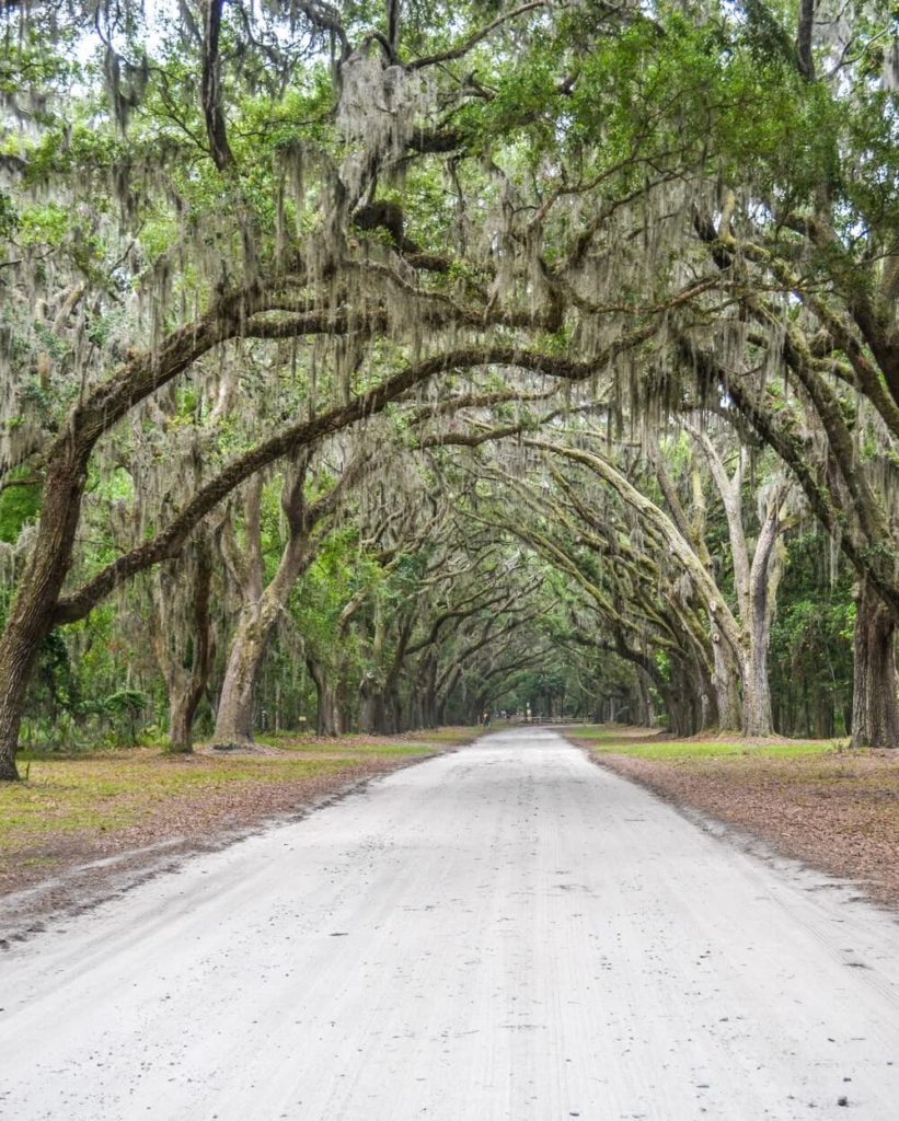 The stunning live oak avenue at Wormsloe Historic Site at Savannah GA