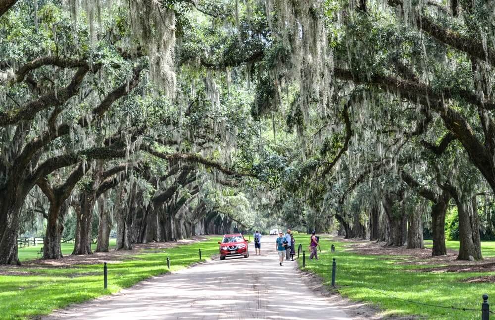 Live oak avenue at Boone Plantation