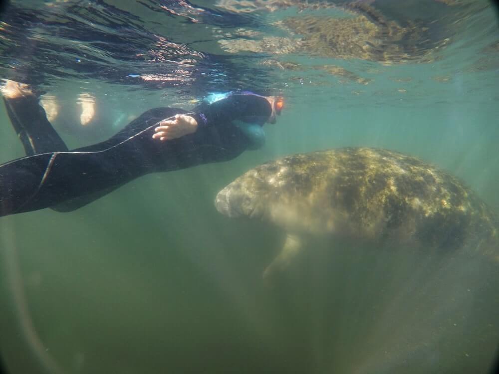 Swimming with manatees