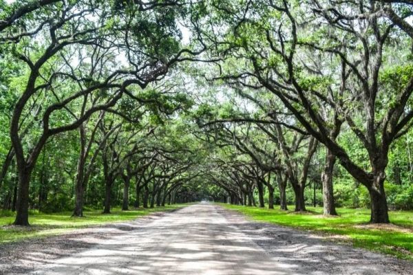 Wormsloe Historic Site Savannah: Stunning Oak Avenue + Interesting History