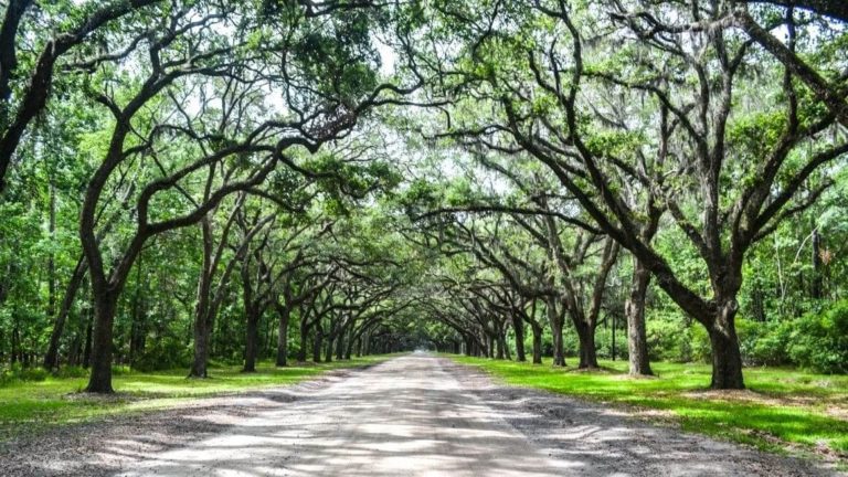 Here's your ultimate guide to visiting Wormsloe Historic Site in Savannah GA. Find out what to see and do at Wormsloe, best photo ops, and best ways to plan your Wormsloe day trip. #Wormsloe #Savannah