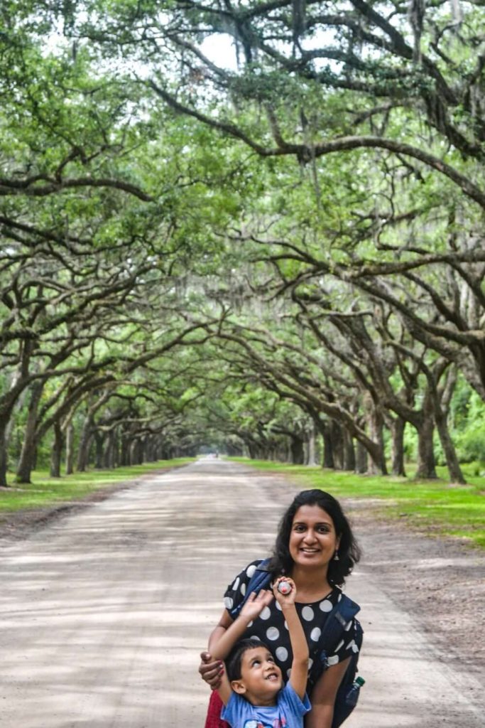 Under the live oak trees covered by Spanish moss at Wormsloe Historic Site