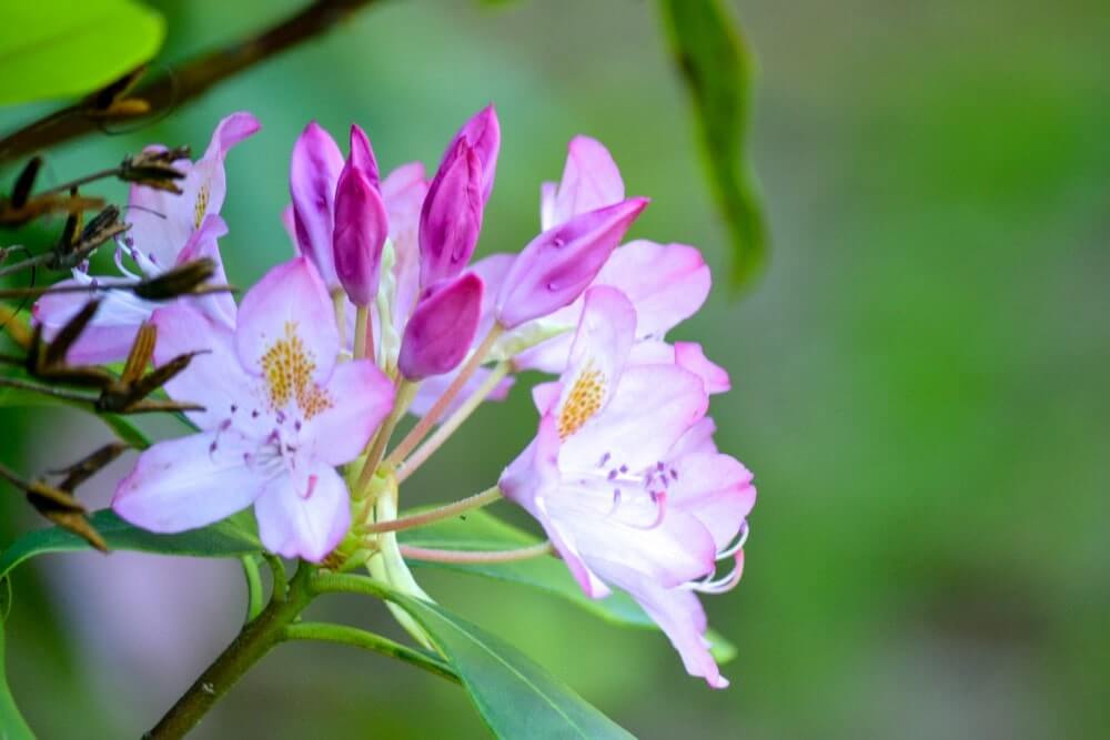 Spring flowers at Coker Arboretum